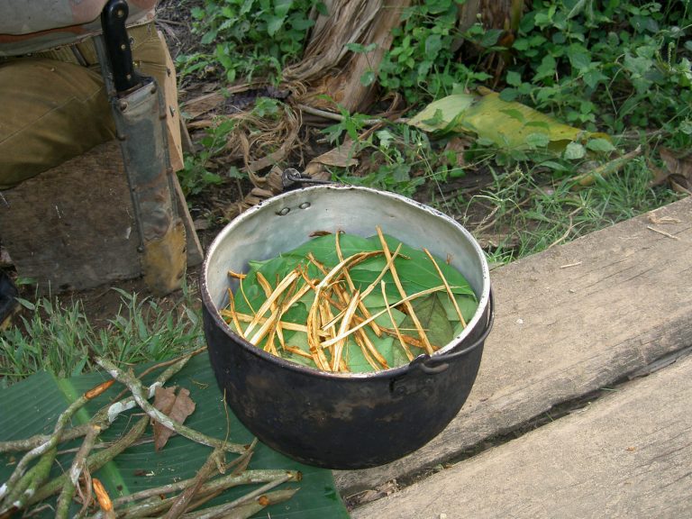 ayahuasca_prep