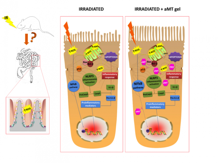 La-melatonina-protege-el-intestino-delgado-de-la-radioterapia-en-ratas_image800_