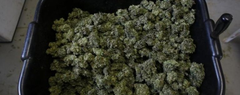 cannabis-medicinal2