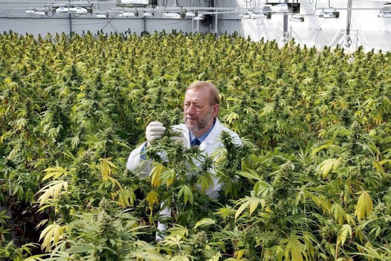 marihuana1111