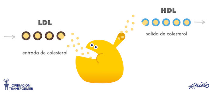 Colesterol LDL y HDL