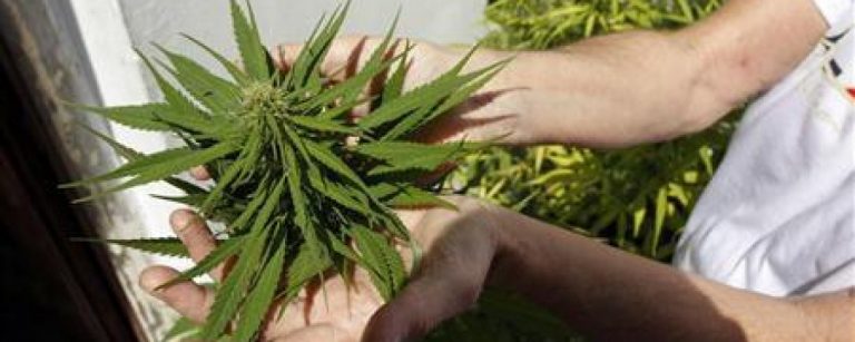 marihuana33