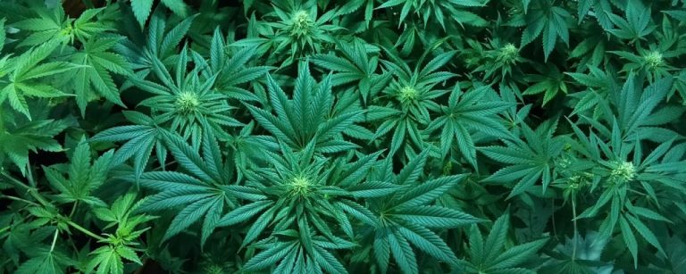 marijuana-1114713_960_720