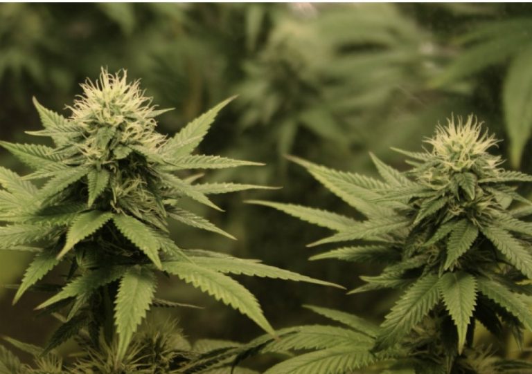 cannabis1