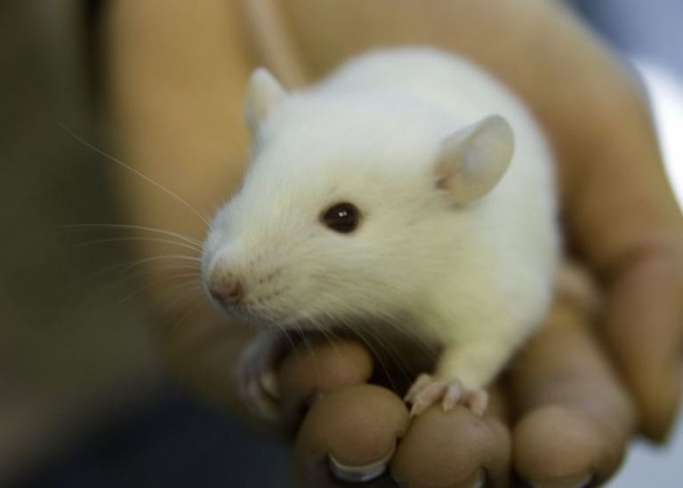 raton