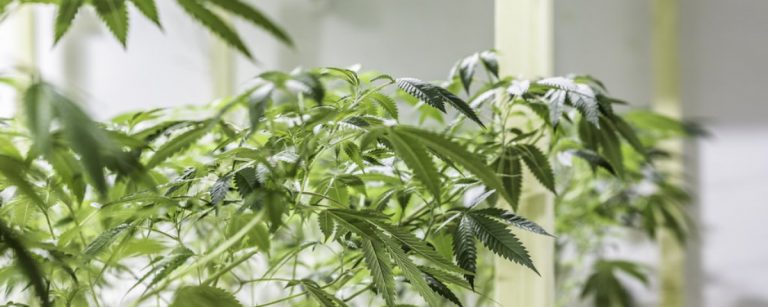 cannabis