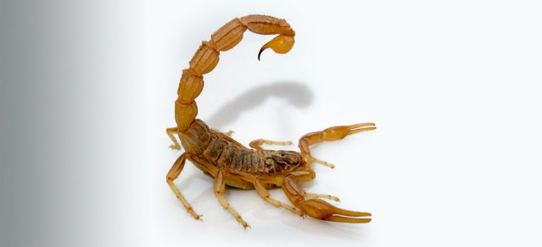 picaduraALACRAN1