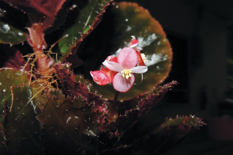 plantas-1