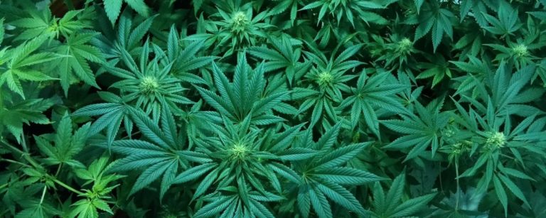 marijuana-1114713_1280