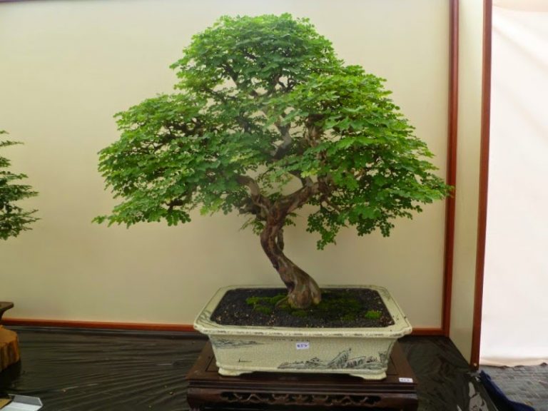 Rain Tree - Samanea saman 12