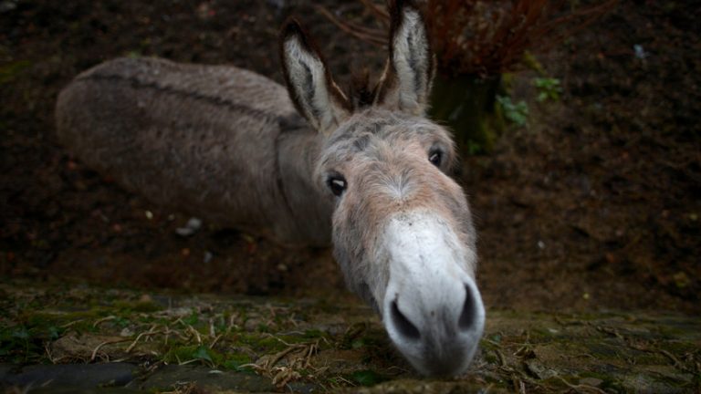 burros