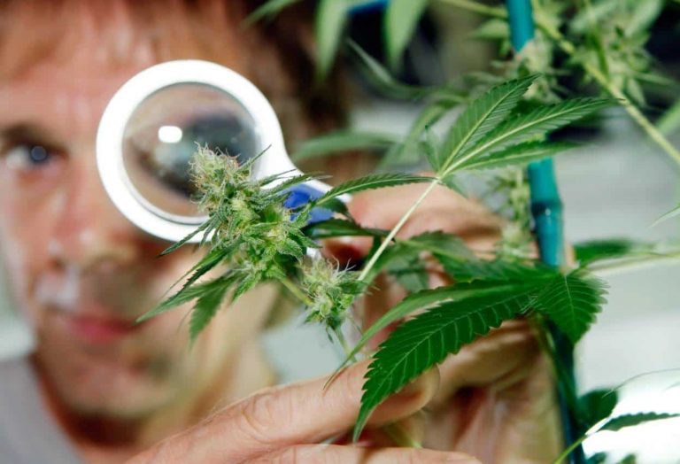 5-principios-a-tener-en-cuenta-de-la-marihuana