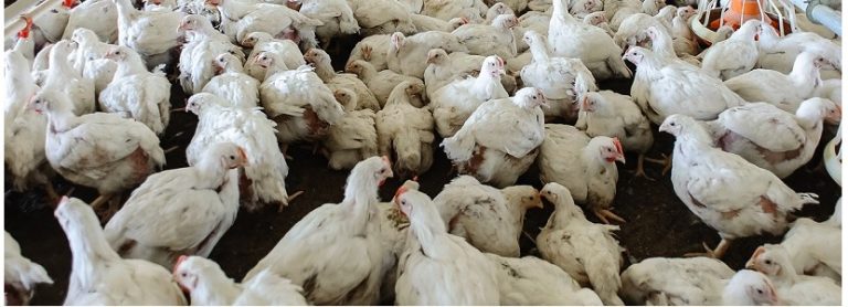URUGUAY-DECLARA-QUE-NO-SE-USA-HORMONAS-EN-POLLOS-15012018