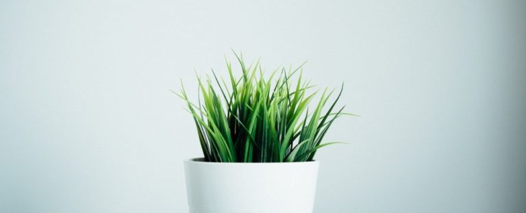 anestesia-en-las-plantas