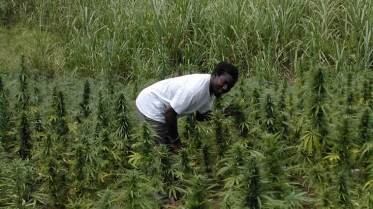 cannabis-jamaica-1024x768-780x438