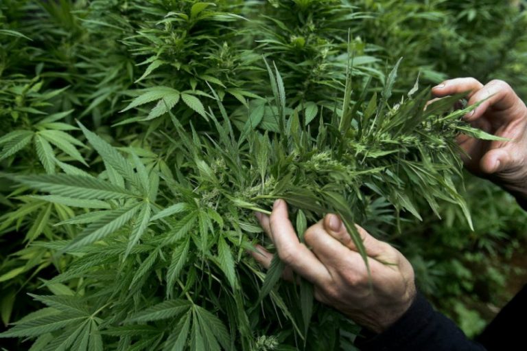 cannabis_efe