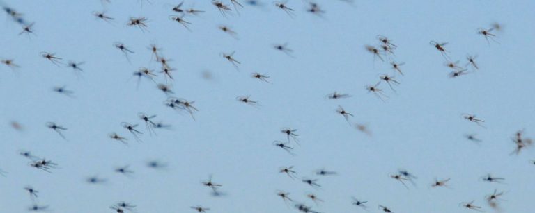 mosquitos