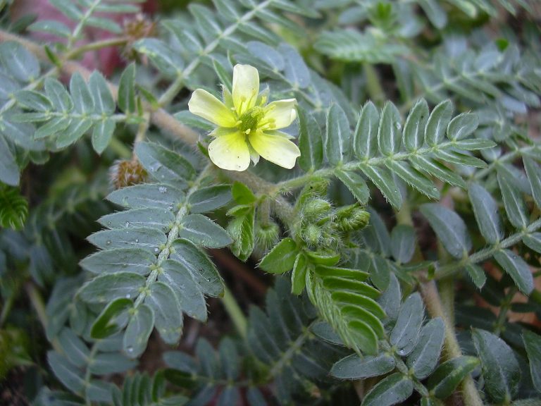 Tribulus_terrestris-Forest-Kim-Starr