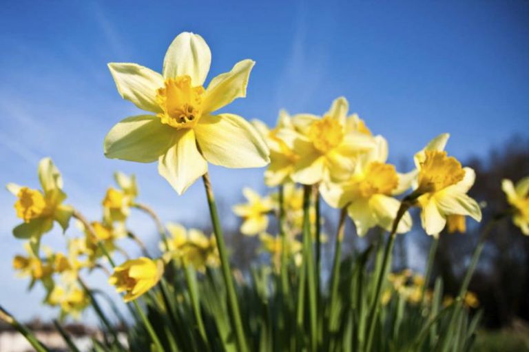 narcisos