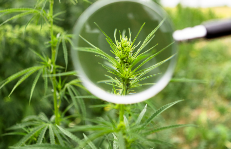 Marihuana