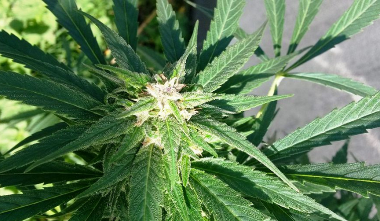 cannabisuy