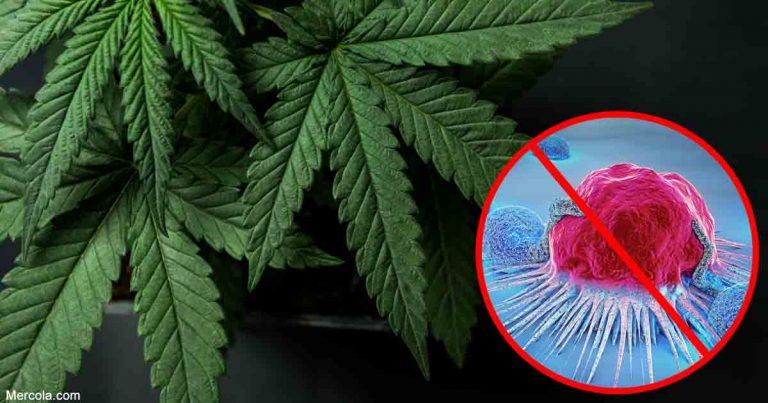 05-16-can-cannabis-fight-tumors-fb