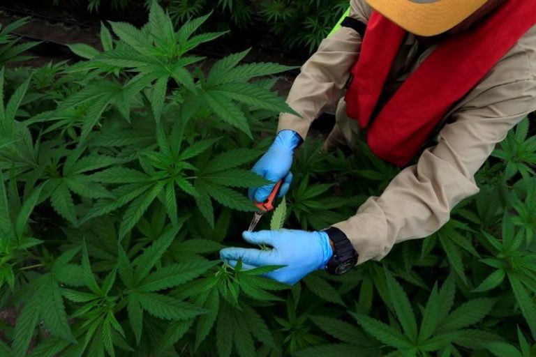 Un hombre recolecta plantas de marihuana para uso medicinal en una plantación de la empresa Pharmacielo en Colombia
