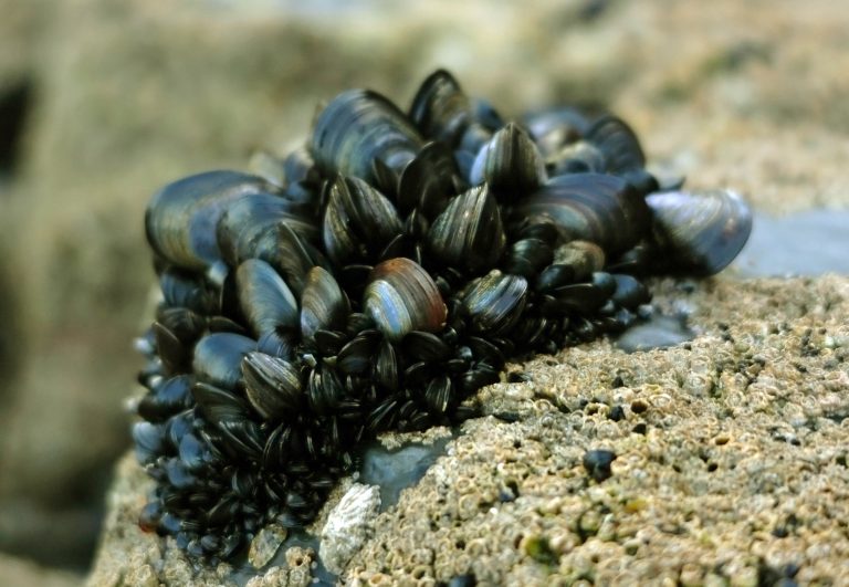 mejillones-metabolizan-sustancias-quimicas-perfectos