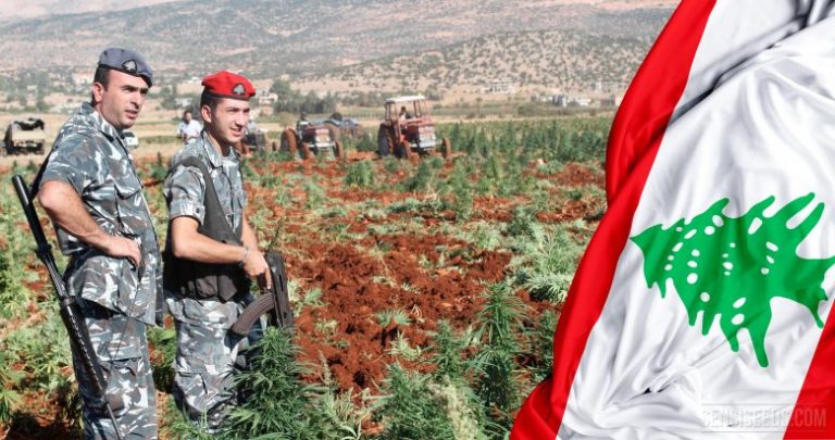 19-cannabis-in-Libano-780x411
