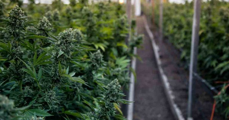 07-07-cannabis-a-lost-history-fb