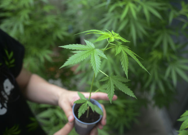 COLOMBIA-MARIJUANA-RALLY