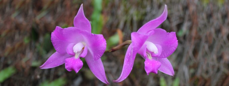 1-HEAD_orquidea2018