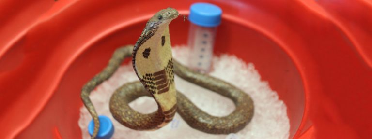 cobra