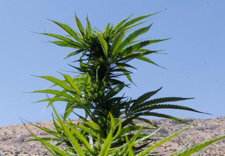 Green shoots of cannabis are seen in a field overlooking a lake in Yammouneh in West of Baalbek