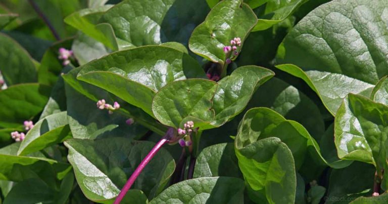 malabar-spinach-fb