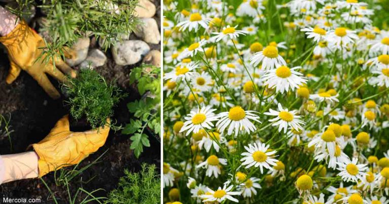07-06-growing-chamomile-fb