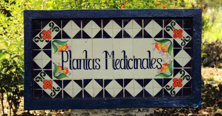 PlantasMedicinales-1000x525