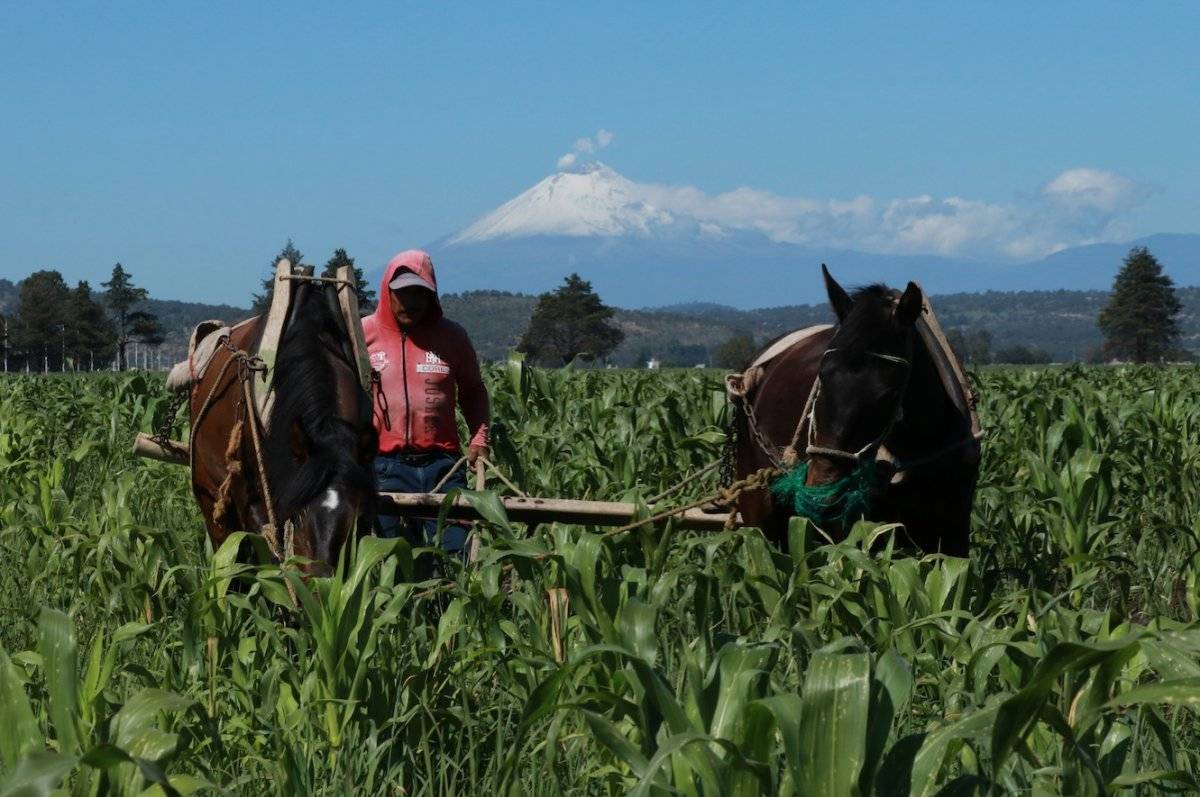 Agricultura