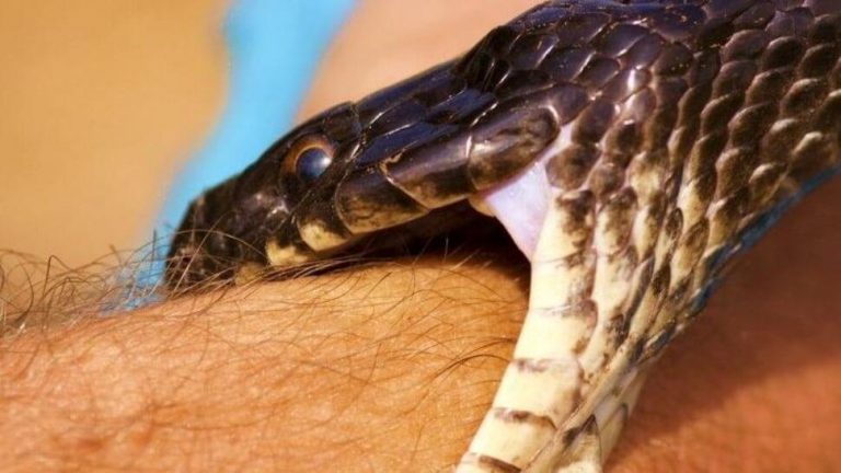 antC3ADdoto-para-mordedura-de-serpiente-1