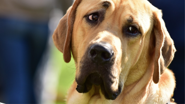 La venezolana inyectaba a los animales solución salina.