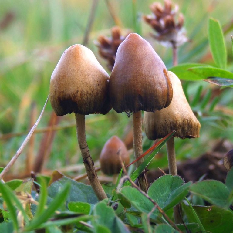 psilocybe_semilanceata_6514