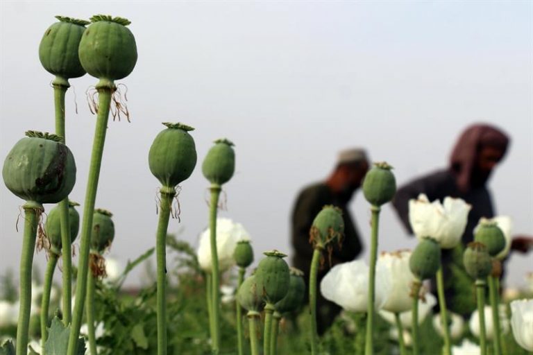 amapola
