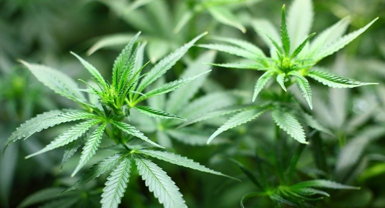 cannabis