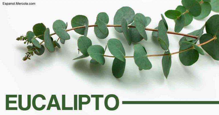 eucalyptus-es-fb