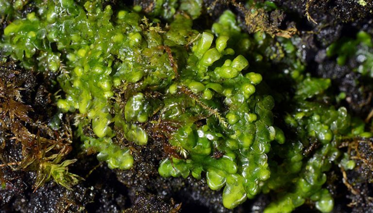 radula