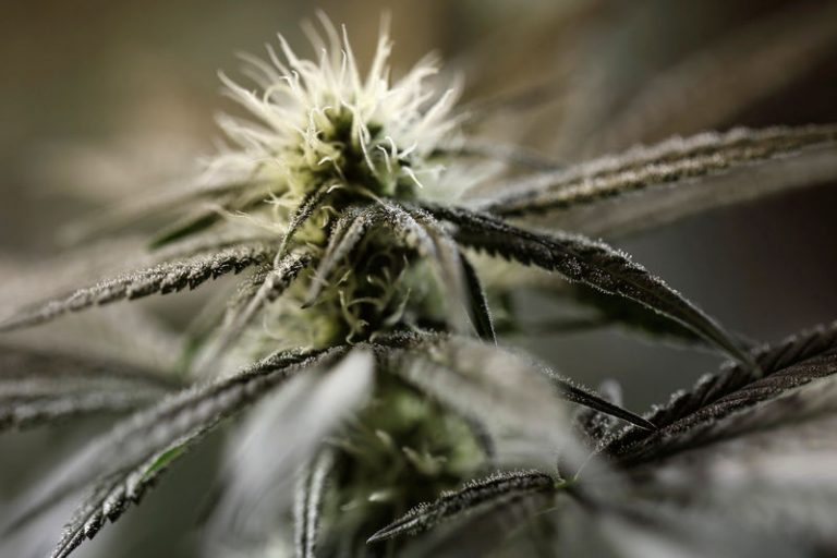 ¿Marihuana con patente? Una querella pone a prueba el mercado del cannabis