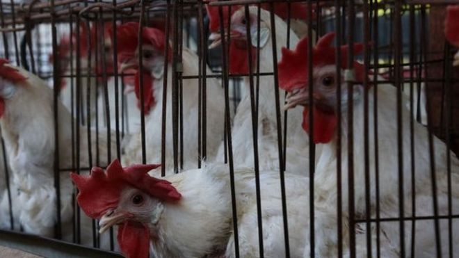 Gallinas