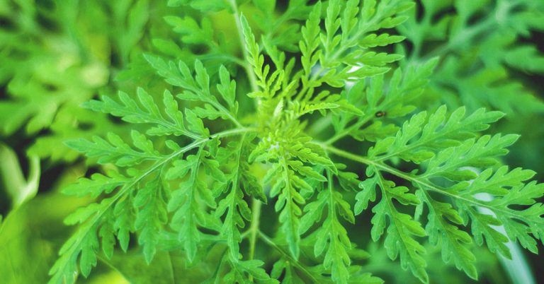 4395-artemisia_annua-1200x628-FACEBOOK