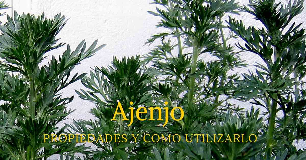 ajenjo usos