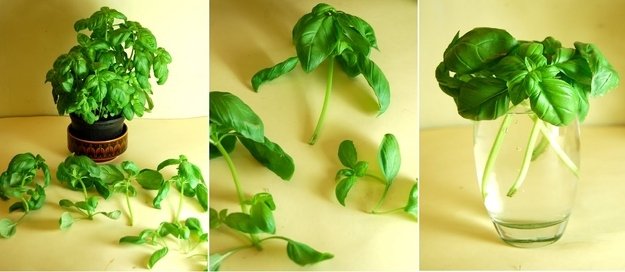 Cultivar tu propia albahaca